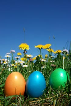 colorful Easter egg in the fresh  spring meadow