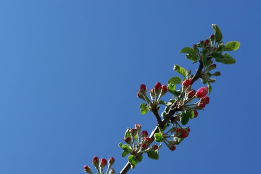 apple blossoms against blue sky on a sunny day