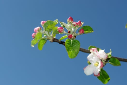 apple blossoms against blue sky on a sunny day