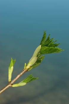 a sprout at spring time on a sunny day