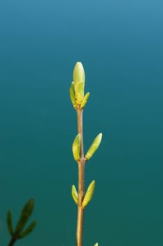 a sprout at spring time on a sunny day