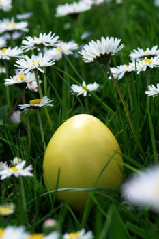 colorful Easter egg in the fresh  spring meadow