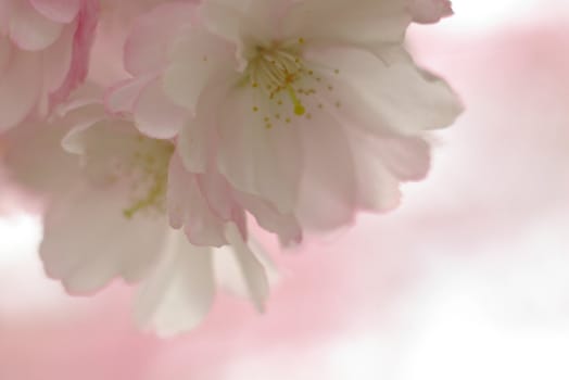 details of cherry blossom in the spring