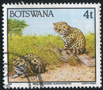 BOTSWANA - CIRCA 1992: stamp printed by Botswana, shows Blackfooted cat, circa 1992