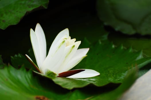 white lotus flower