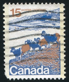 CANADA - CIRCA 1972: stamp printed by Canada, shows Mountain sheep, circa 1972