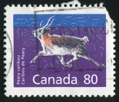 CANADA - CIRCA 1990: stamp printed by Canada, shows Peary caribou, circa 1990