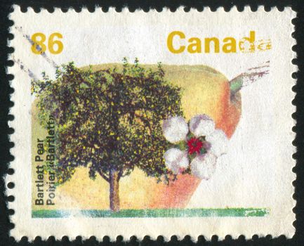 CANADA - CIRCA 1992: stamp printed by Canada, shows tree and flower, Bartlett pear, circa 1992