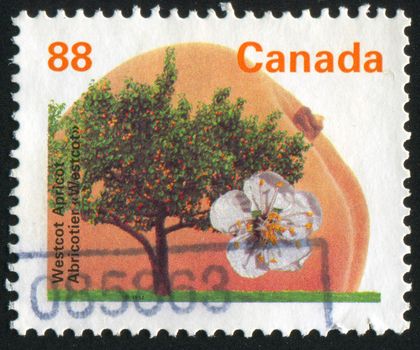 CANADA - CIRCA 1992: stamp printed by Canada, shows tree and flower, Westcot apricot, circa 1992