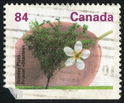 CANADA - CIRCA 1992: stamp printed by Canada, shows tree and flower, Stanley plum, circa 1992