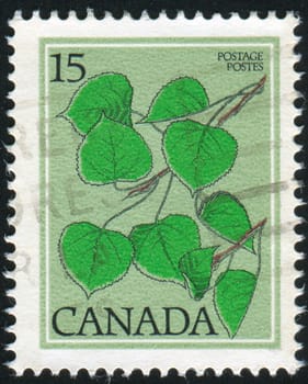 CANADA - CIRCA 1977: stamp printed by Canada, shows Trembling Aspen, circa 1977