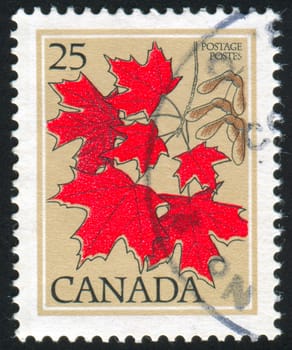 CANADA - CIRCA 1977: stamp printed by Canada, shows Maple, circa 1977
