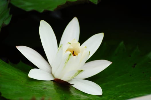 white lotus flower