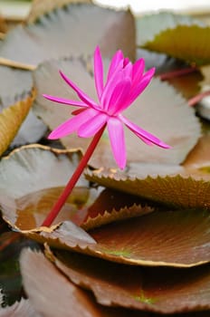 Pink blooming lotus flower