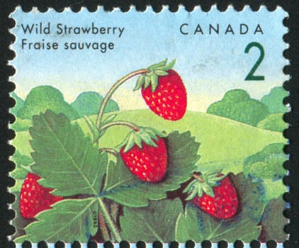 CANADA - CIRCA 1991: stamp printed by Canada, shows Wild strawberry, circa 1991