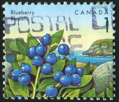 CANADA - CIRCA 1991: stamp printed by Canada, shows Blueberry, circa 1991
