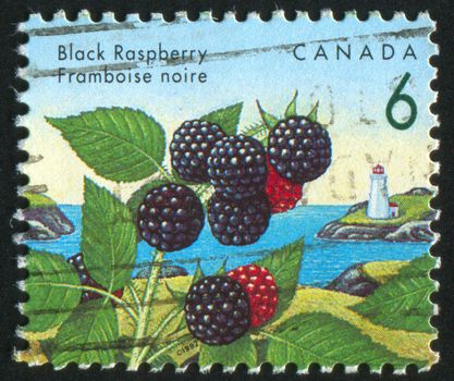 CANADA - CIRCA 1991: stamp printed by Canada, shows Black raspberry, circa 1991