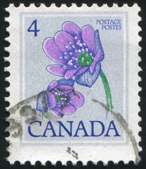 CANADA - CIRCA 1977: stamp printed by Canada, shows Hepatica, circa 1977