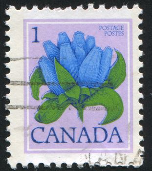 CANADA - CIRCA 1977: stamp printed by Canada, shows Bottle Gentian, circa 1977