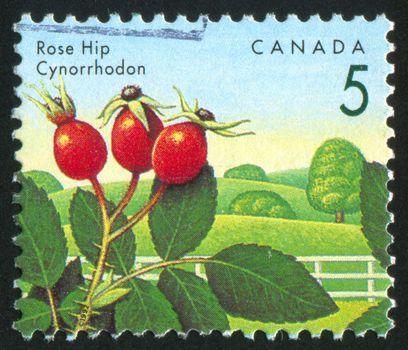 CANADA - CIRCA 1991: stamp printed by Canada, shows Rose hip, circa 1991