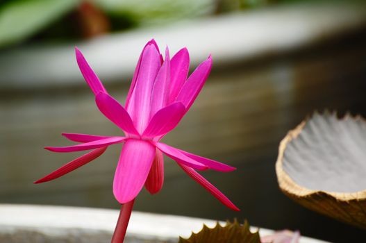 Pink blooming lotus flower