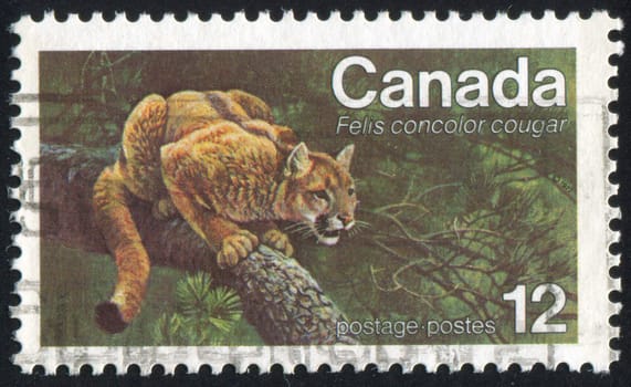 CANADA - CIRCA 1977: stamp printed by Canada, shows Eastern Cougar, circa 1977