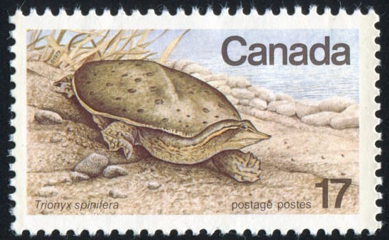 CANADA - CIRCA 1979: stamp printed by Canada, shows turtle, circa 1979