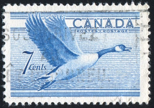 CANADA - CIRCA 1952: stamp printed by Canada, shows duck, circa 1952