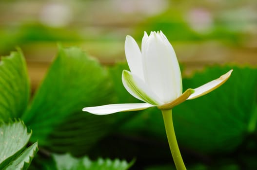 white lotus flower