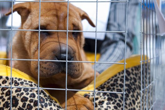 The Chinese Shar-Pei can be described as highly intelligent, independent, dignified.