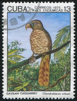 CUBA - CIRCA 1975: stamp printed by Cuba, shows Chondrohierax wilsoni, circa 1975
