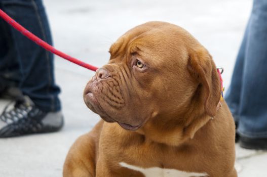 The Dogue de Bordeaux, one of the oldest breeds in France.