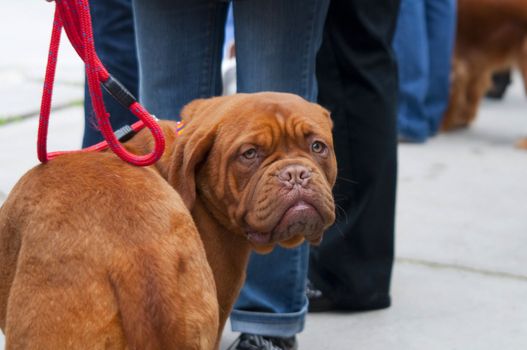 The Dogue de Bordeaux, one of the oldest breeds in France.