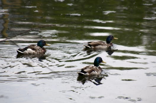 High resolution image. Ducks sitting at water. Lake coast.