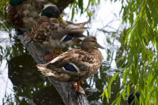 High resolution image. Ducks sitting at water. Lake coast.