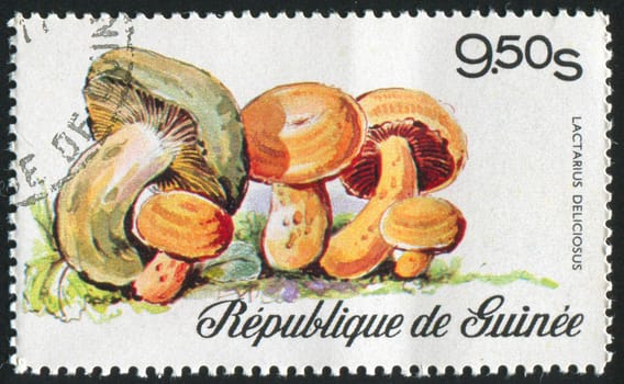 GUINEA - CIRCA 1977: stamp printed by Guinea, shows mushrooms, circa 1977