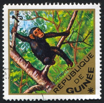 GUINEA - CIRCA 1975: stamp printed by Guinea, shows chimpanzee, circa 1975