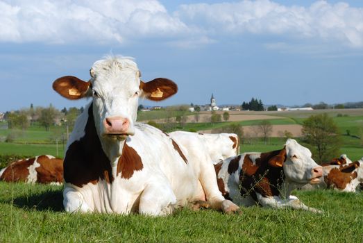 Dairy cows in green pasture