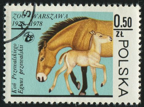 POLAND - CIRCA 1978: stamp printed by Poland, shows mare and colt, circa 1978.