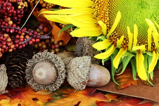 Autumn still life of nuts, sunflower and leaves.
