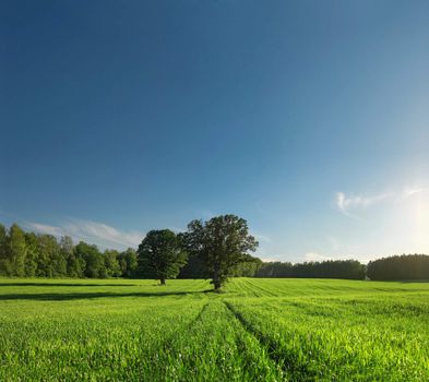 Greenfield and forest with perfect skyline, non-urban landscape. Natural colours. Digital panorama - 15Mp.