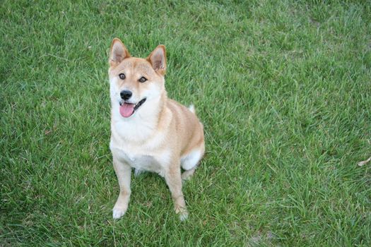 Shiba Inu