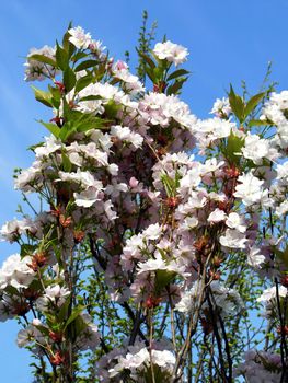 decorative bush with white and pink flowers