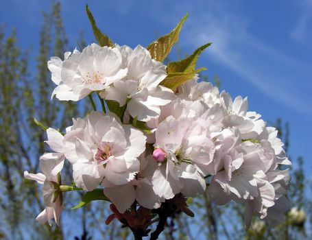 flowers on decorative bush in my garden