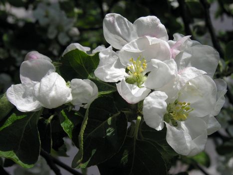 apple tree in blossom