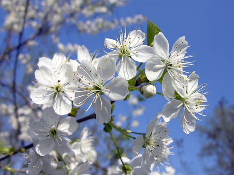 cherry tree with white flowers and blue sky