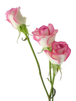 pink roses in posy as gift