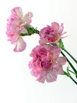 posy of pink carnations