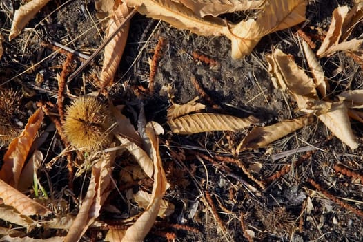 Chestnut husk among fallen leaves