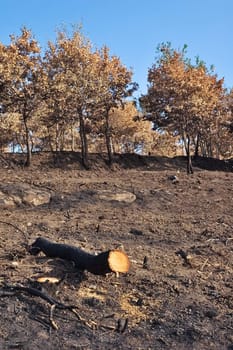 Burned out tree trunk and trees